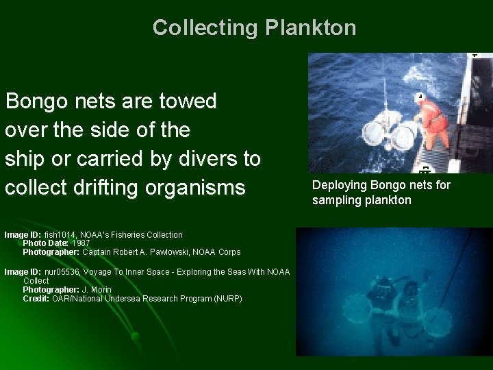 Collecting Plankton Bongo nets are towed over the side of the ship or carried
