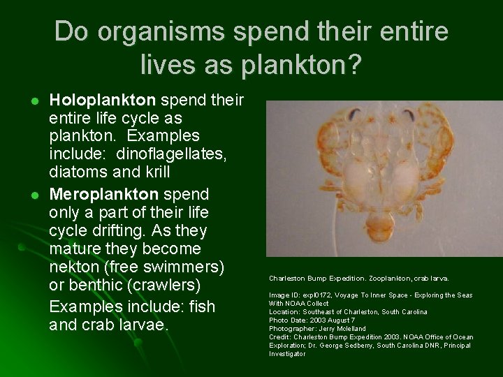 Do organisms spend their entire lives as plankton? l l Holoplankton spend their entire