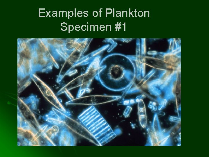 Examples of Plankton Specimen #1 