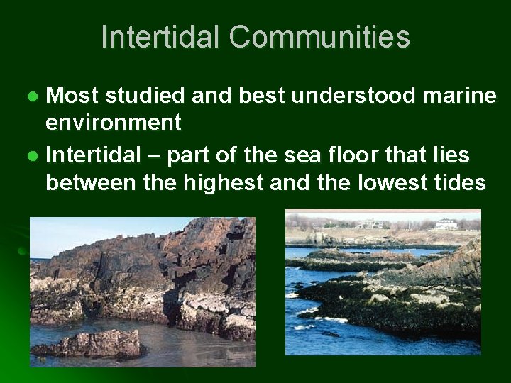 Intertidal Communities Most studied and best understood marine environment l Intertidal – part of