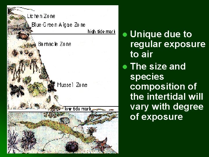 Unique due to regular exposure to air l The size and species composition of