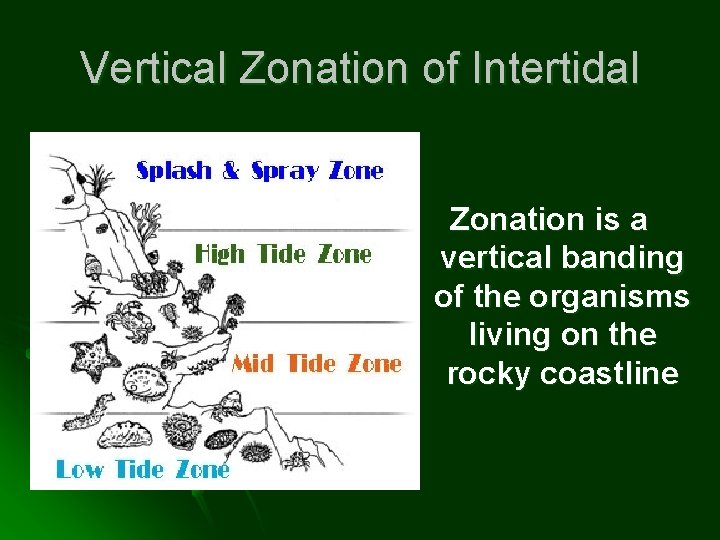 Vertical Zonation of Intertidal Zonation is a vertical banding of the organisms living on