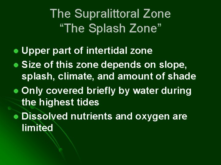 The Supralittoral Zone “The Splash Zone” Upper part of intertidal zone l Size of