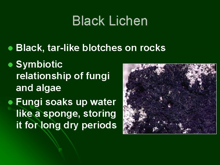 Black Lichen l Black, tar-like blotches on rocks Symbiotic relationship of fungi and algae