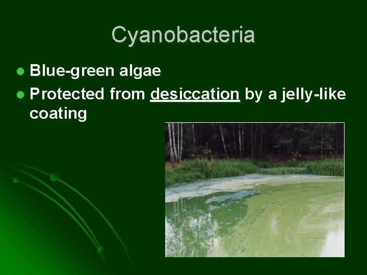 Cyanobacteria Blue-green algae l Protected from desiccation by a jelly-like coating l 