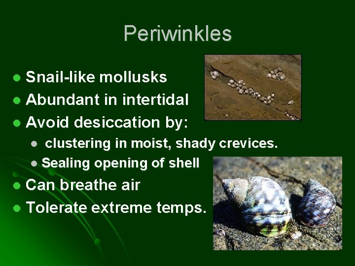 Periwinkles Snail-like mollusks l Abundant in intertidal l Avoid desiccation by: l clustering in