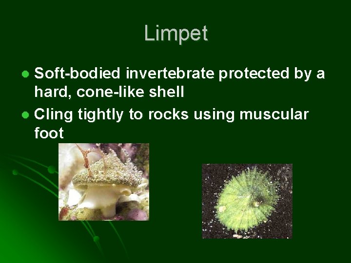 Limpet Soft-bodied invertebrate protected by a hard, cone-like shell l Cling tightly to rocks