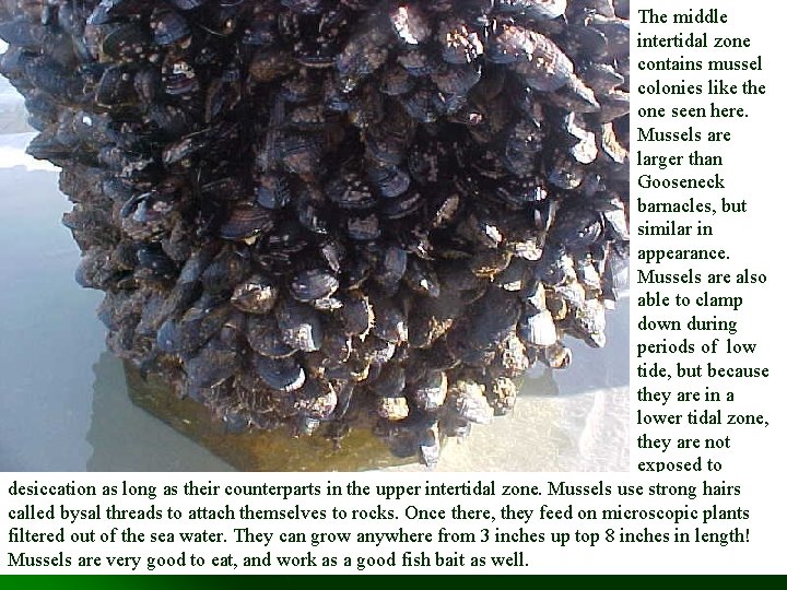 The middle intertidal zone contains mussel colonies like the one seen here. Mussels are