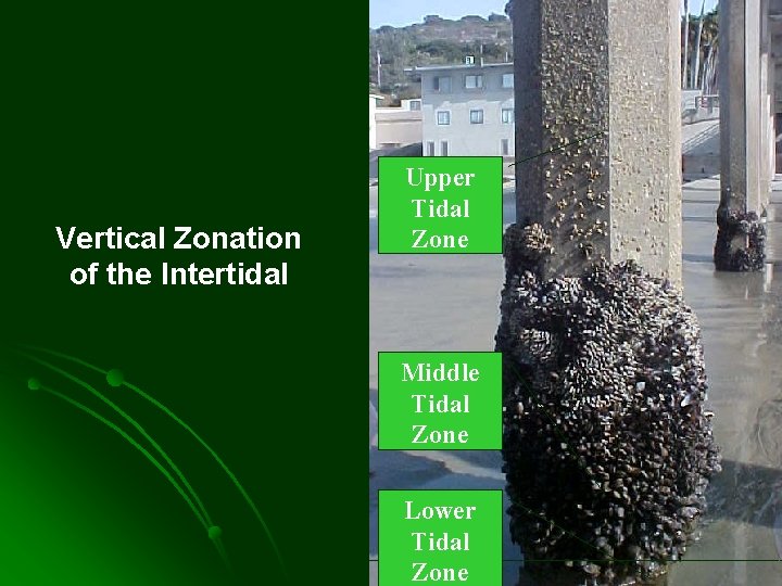 Vertical Zonation of the Intertidal Upper Tidal Zone Middle Tidal Zone Lower Tidal Zone