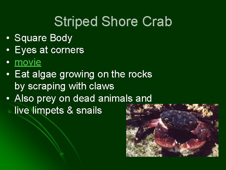 Striped Shore Crab • • Square Body Eyes at corners movie Eat algae growing