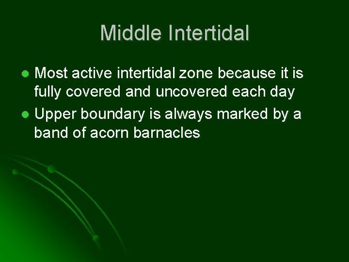 Middle Intertidal Most active intertidal zone because it is fully covered and uncovered each
