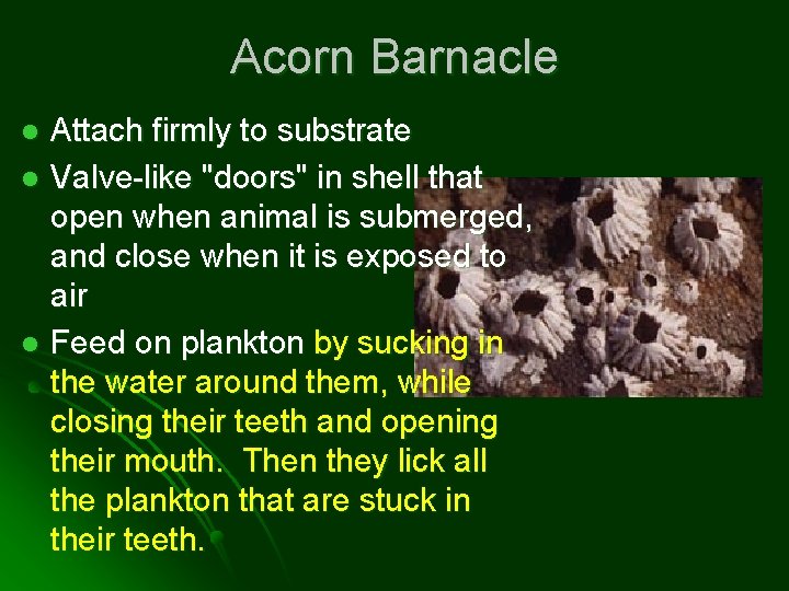 Acorn Barnacle Attach firmly to substrate l Valve-like "doors" in shell that open when