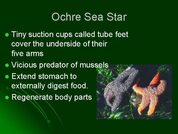 Ochre Sea Star Tiny suction cups called tube feet cover the underside of their