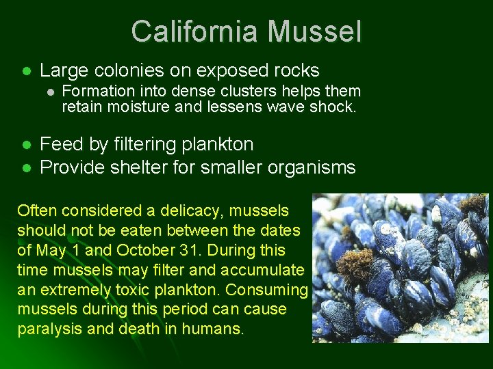California Mussel l Large colonies on exposed rocks l l l Formation into dense
