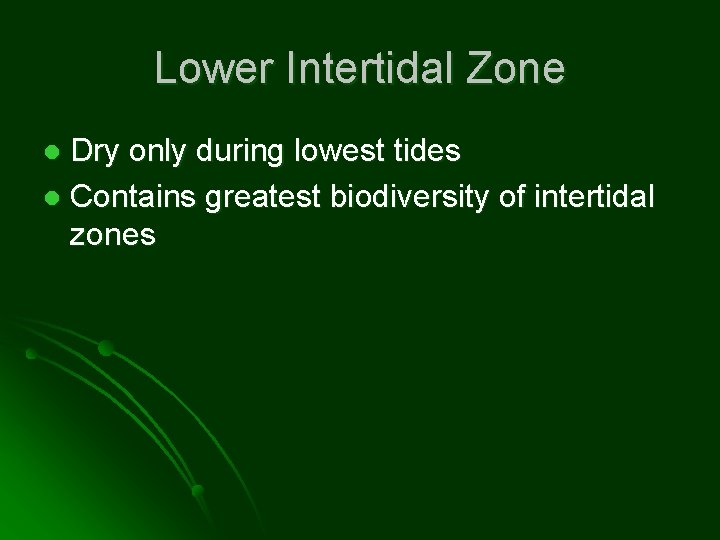 Lower Intertidal Zone Dry only during lowest tides l Contains greatest biodiversity of intertidal