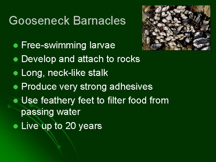Gooseneck Barnacles Free-swimming larvae l Develop and attach to rocks l Long, neck-like stalk