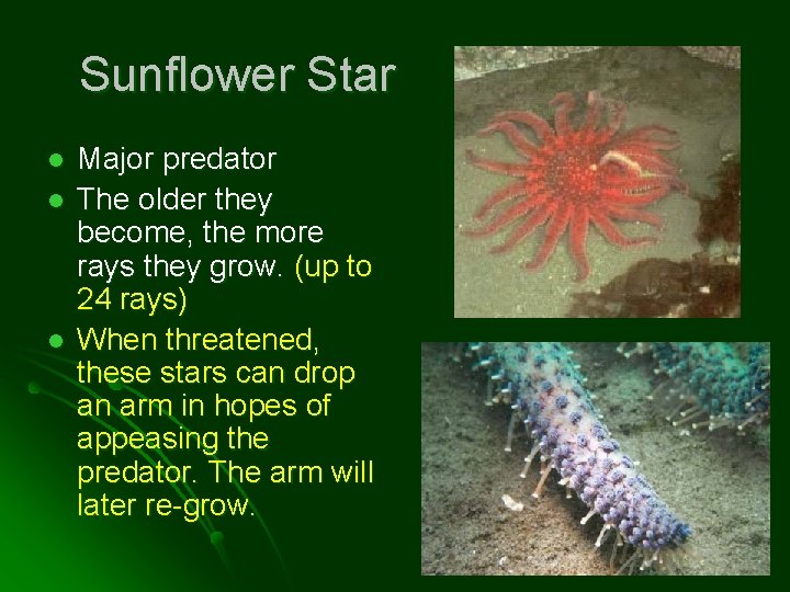 Sunflower Star l l l Major predator The older they become, the more rays