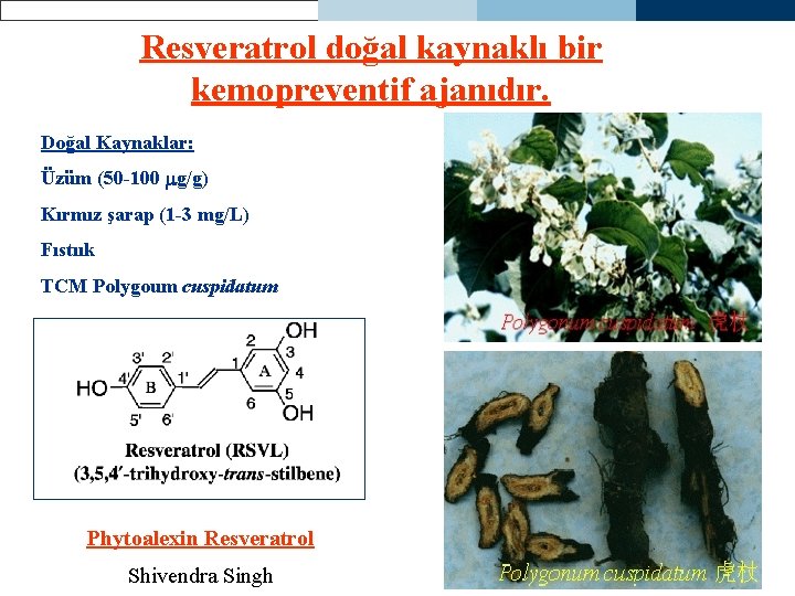 Resveratrol doğal kaynaklı bir kemopreventif ajanıdır. Doğal Kaynaklar: Üzüm (50 -100 g/g) Kırmız şarap