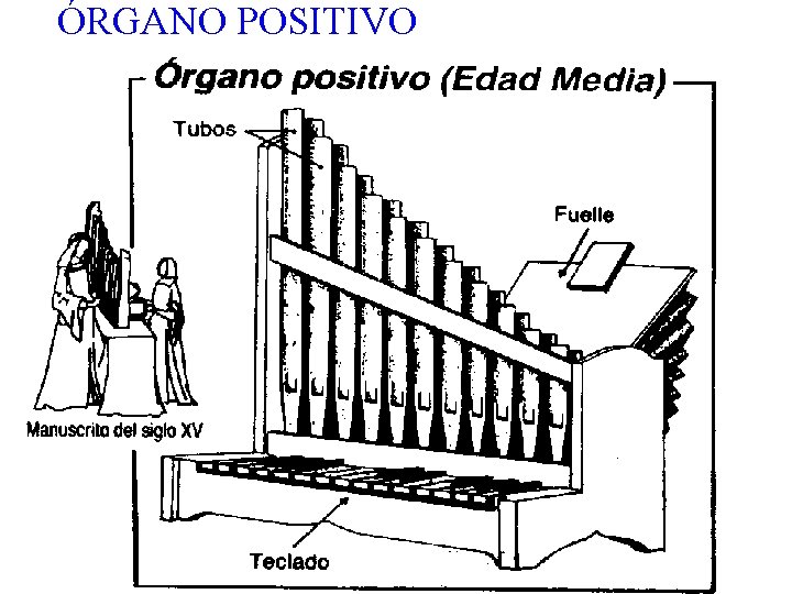 ÓRGANO POSITIVO 