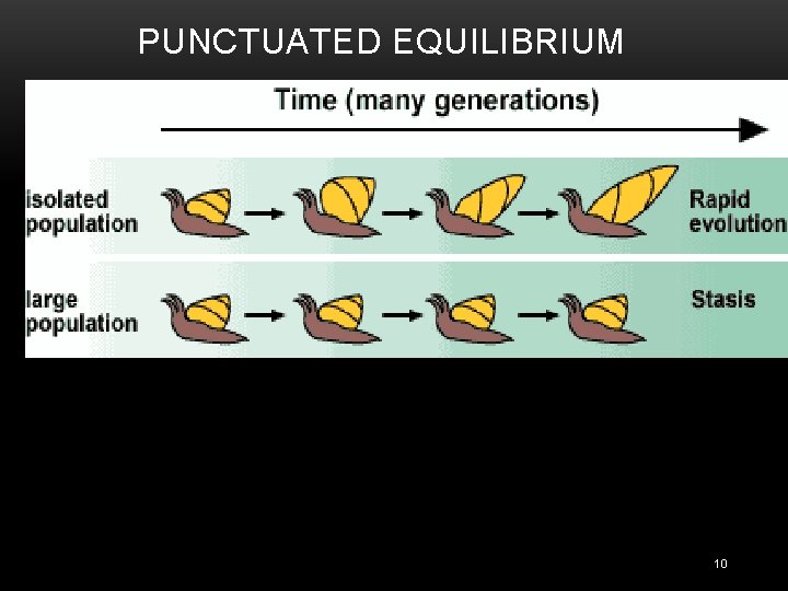 PUNCTUATED EQUILIBRIUM 10 