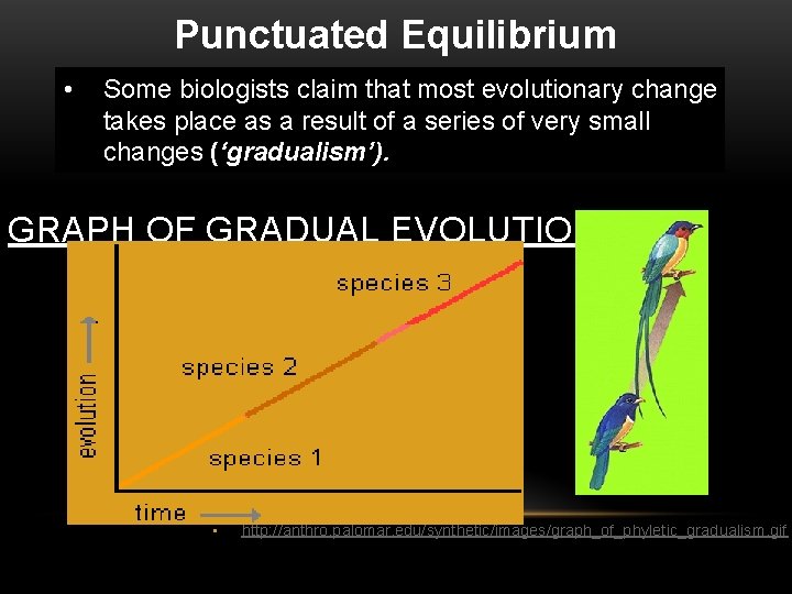 Punctuated Equilibrium • Some biologists claim that most evolutionary change takes place as a