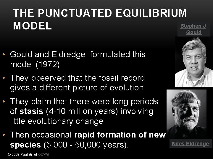 THE PUNCTUATED EQUILIBRIUM Stephen J MODEL Gould • Gould and Eldredge formulated this model