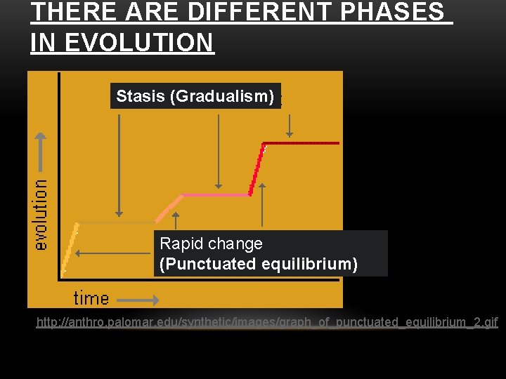 THERE ARE DIFFERENT PHASES IN EVOLUTION Stasis (Gradualism) Rapid change (Punctuated equilibrium) http: //anthro.