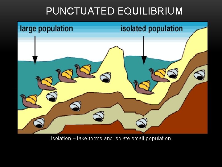 PUNCTUATED EQUILIBRIUM Isolation – lake forms and isolate small population 9 