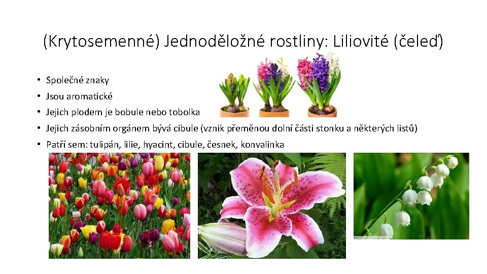 (Krytosemenné) Jednoděložné rostliny: Liliovité (čeleď) • Společné znaky • Jsou aromatické • Jejich plodem