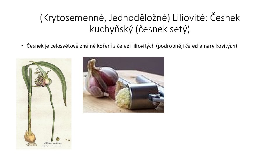 (Krytosemenné, Jednoděložné) Liliovité: Česnek kuchyňský (česnek setý) • Česnek je celosvětově známé koření z