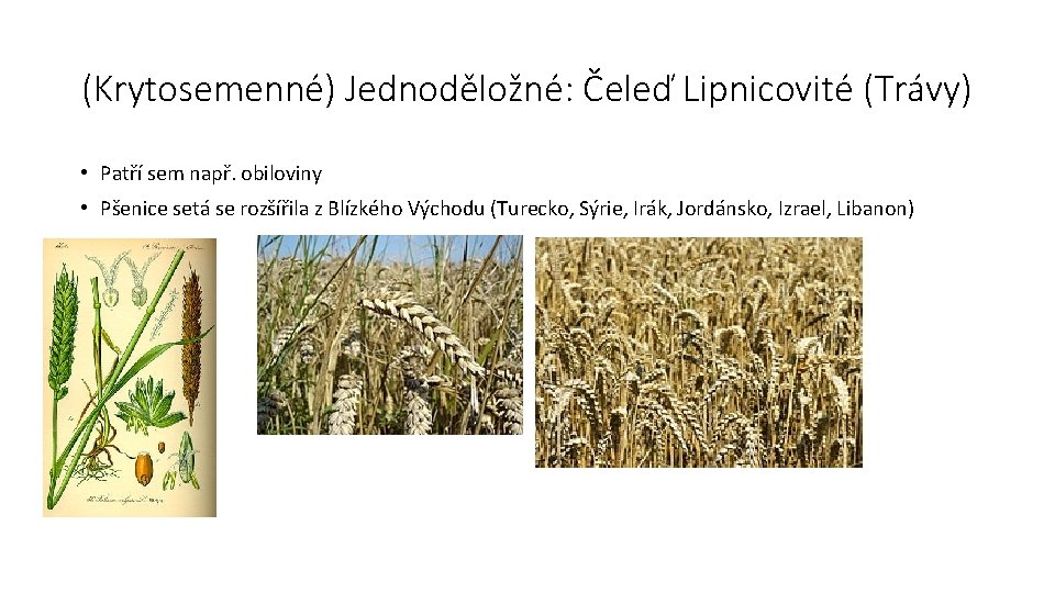 (Krytosemenné) Jednoděložné: Čeleď Lipnicovité (Trávy) • Patří sem např. obiloviny • Pšenice setá se