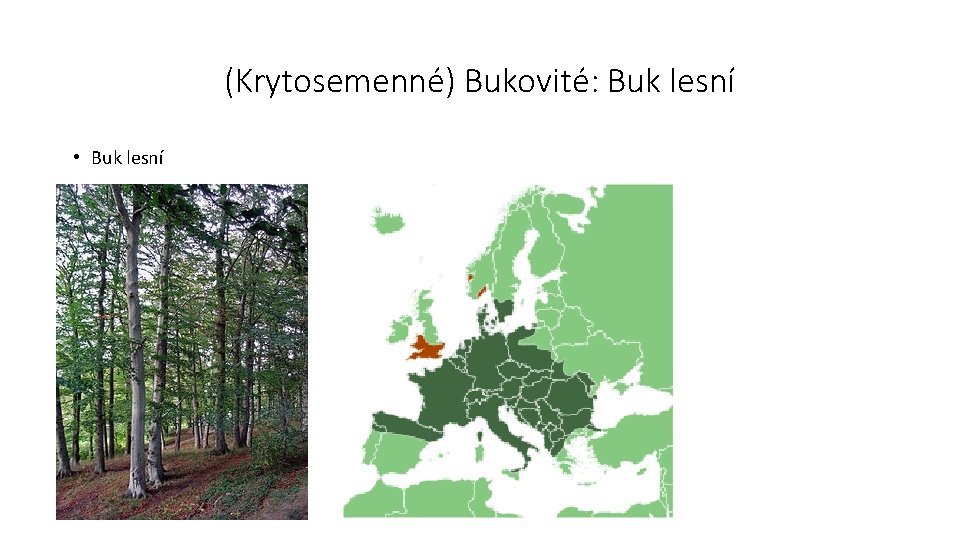(Krytosemenné) Bukovité: Buk lesní • Buk lesní 