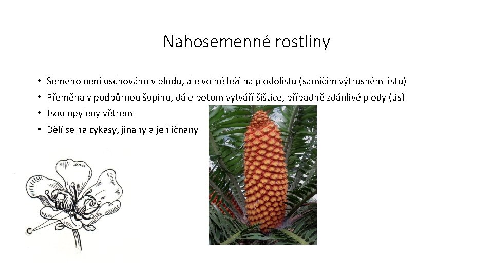 Nahosemenné rostliny • Semeno není uschováno v plodu, ale volně leží na plodolistu (samičím