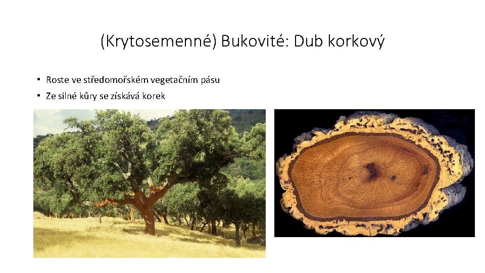 (Krytosemenné) Bukovité: Dub korkový • Roste ve středomořském vegetačním pásu • Ze silné kůry