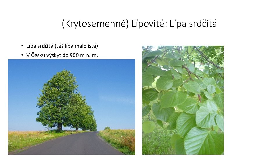 (Krytosemenné) Lípovité: Lípa srdčitá • Lípa srdčitá (též lípa malolistá) • V Česku výskyt