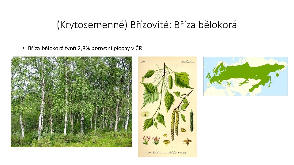 (Krytosemenné) Břízovité: Bříza bělokorá • Bříza bělokorá tvoří 2, 8% porostní plochy v ČR