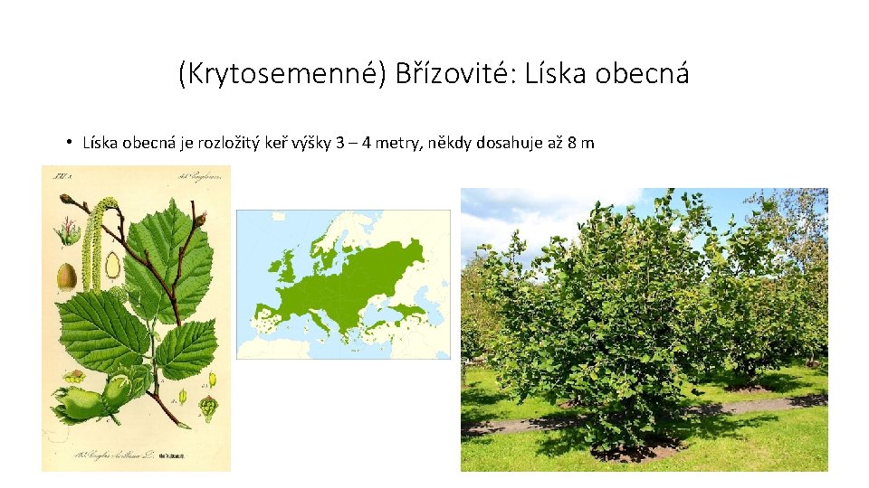 (Krytosemenné) Břízovité: Líska obecná • Líska obecná je rozložitý keř výšky 3 – 4