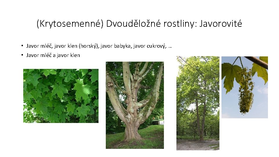 (Krytosemenné) Dvouděložné rostliny: Javorovité • Javor mléč, javor klen (horský), javor babyka, javor cukrový,