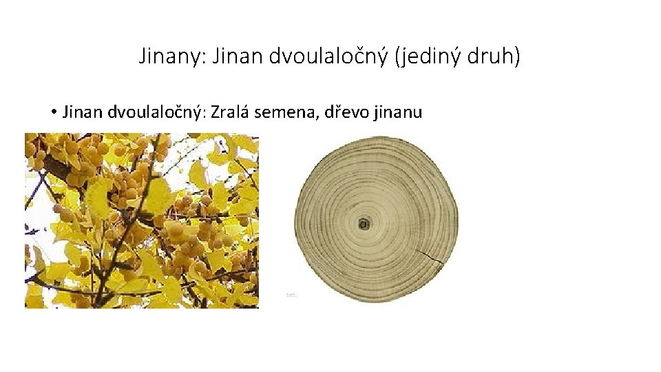 Jinany: Jinan dvoulaločný (jediný druh) • Jinan dvoulaločný: Zralá semena, dřevo jinanu 