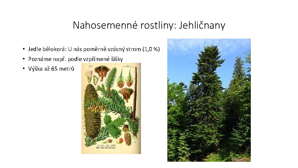 Nahosemenné rostliny: Jehličnany • Jedle bělokorá: U nás poměrně vzácný strom (1, 0 %)