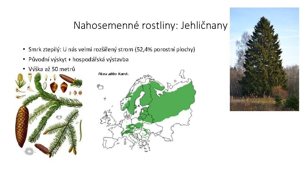 Nahosemenné rostliny: Jehličnany • Smrk ztepilý: U nás velmi rozšířený strom (52, 4% porostní
