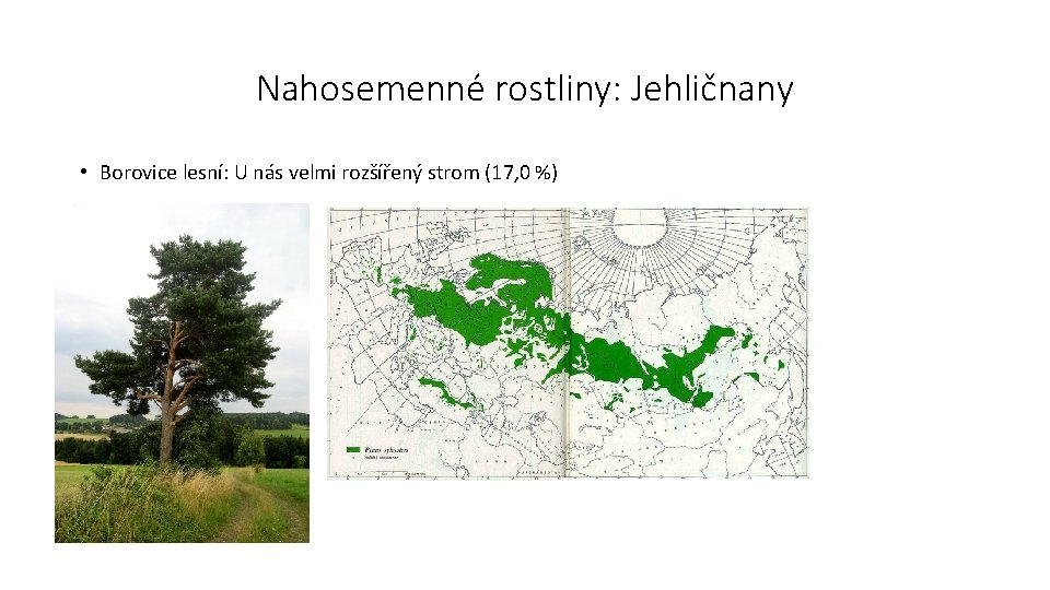 Nahosemenné rostliny: Jehličnany • Borovice lesní: U nás velmi rozšířený strom (17, 0 %)