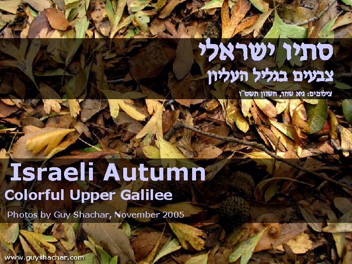  סתיו ישראלי צבעים בגליל העליון חשוון תשס"ו , גיא שחר : צילומים Israeli
