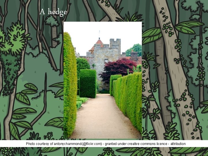 A hedge Photo courtesy of antonychammond(@flickr. com) - granted under creative commons licence -