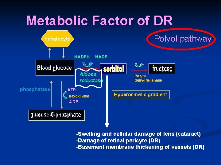 Metabolic Factor of DR Polyol pathway hepatocyte NADPH NADP Aldose reductase phosphatase ATP hexokinase