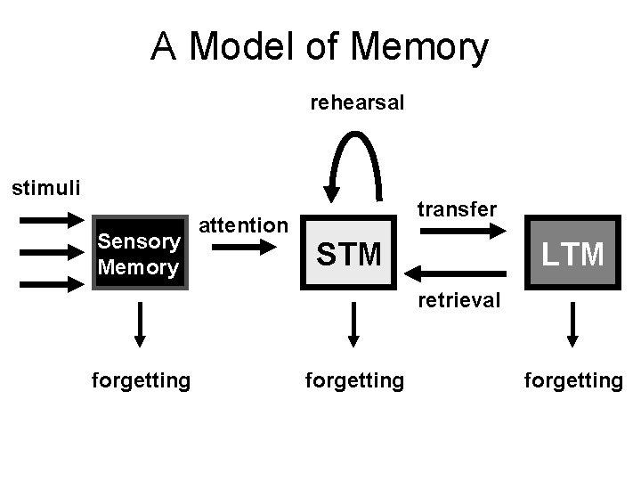 A Model of Memory rehearsal stimuli Sensory Memory attention transfer STM LTM retrieval forgetting