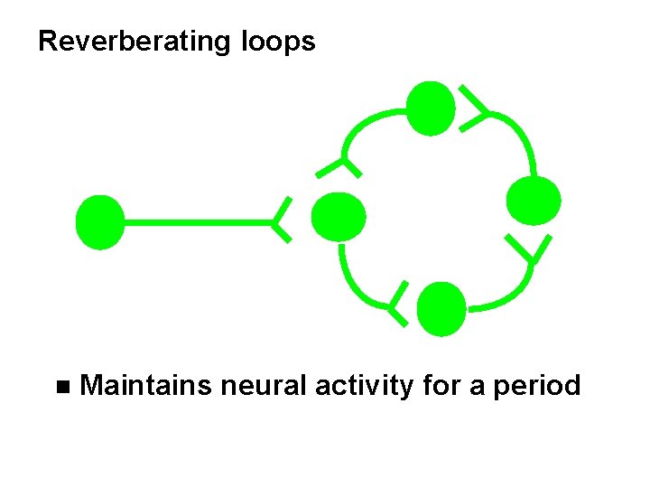Reverberating loops n Maintains neural activity for a period 