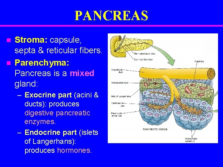 PANCREAS n n Stroma: capsule, septa & reticular fibers. Parenchyma: Pancreas is a mixed