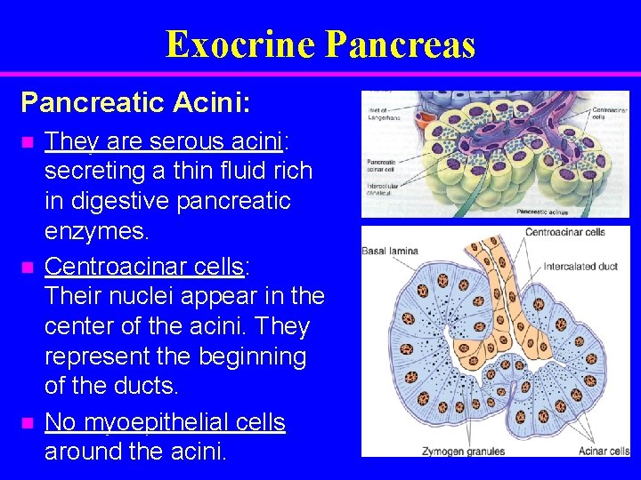Exocrine Pancreas Pancreatic Acini: n n n They are serous acini: secreting a thin