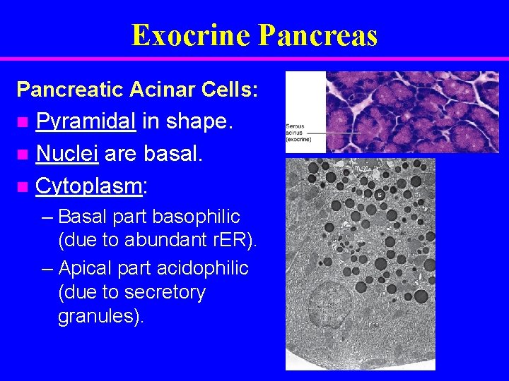 Exocrine Pancreas Pancreatic Acinar Cells: Pyramidal in shape. n Nuclei are basal. n Cytoplasm: